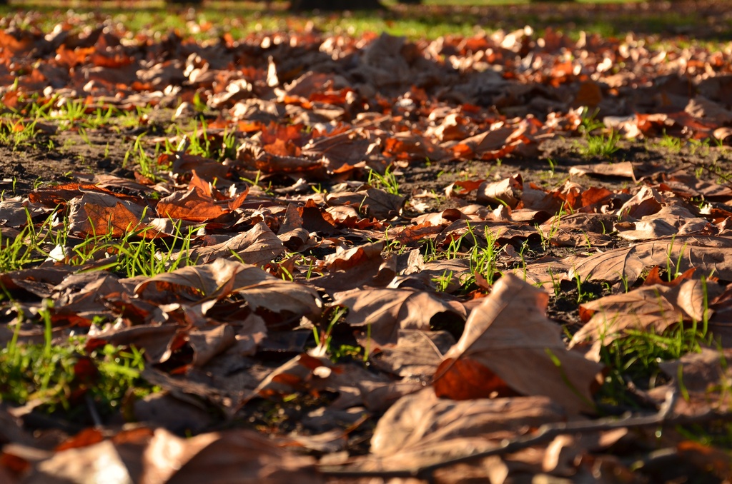 London/Forest Hill/DSC_0174.JPG